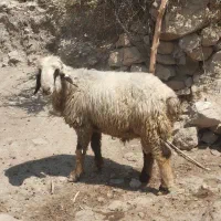 قوچ بختیاری داشتی