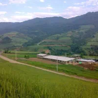 کارگر دامداری مقیم