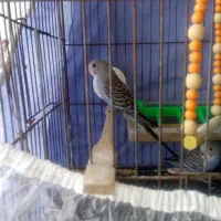 4عددجوجه مرغ عشق