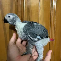جوجه طوطی ماکائو ارا کاسکو|پرنده|اصفهان, ارداجی|دیوار