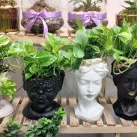 خزه|گل و گیاه طبیعی|تربت‌حیدریه, بی بی حسنیه|دیوار