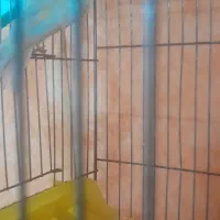 سلام ماده سیلور