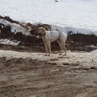 تازی ماده زلف دار|سگ|دیواندره, |دیوار