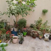 اجاره