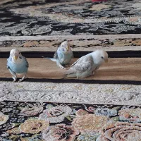مرغ عشق