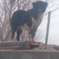 سگ لاس|حیوانات|اصفهان, ارغوانیه|دیوار