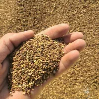 کنجد درجه یک جنوب کرمان|حراج|ری, شهرک نظامی|دیوار