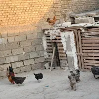 مرغ وخروس|حیوانات مزرعه|اهواز, دغاغله|دیوار
