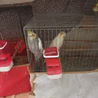 عروس هلندی و مرغ عشق