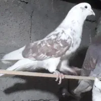 کفتر پرشی|پرنده|سیرجان, |دیوار