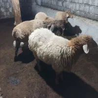 بره نر ساری قولاغ|حیوانات مزرعه|مشگین شهر, |دیوار