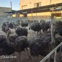 شتر مرغ پروار کیلویی ۳۷۰ نقد