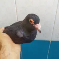 ماده کلاغ عتیقه اسطوره..