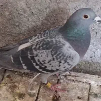 ماده مسافتی