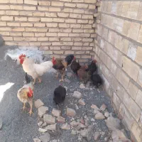 مرغ تخم گذار