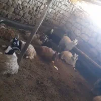 بزغاله نر