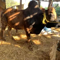 گوساله گاو نر سرشاخی