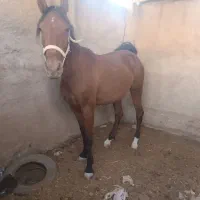 مادیان کهر دوپا سفید|اسب و تجهیزات اسبسواری|زرقان, |دیوار