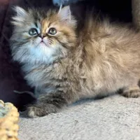 بچه گربه های اشرافی ( iran cats)|گربه|رشت, گلباغ نماز|دیوار