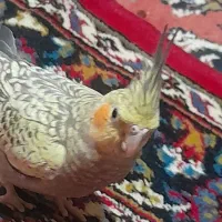 عروس هلندی بسیار. بازیگوش.