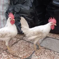 یک جفت خروس