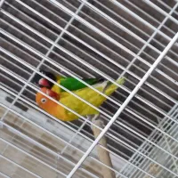 کوتوله برزیلی|پرنده|شیراز, میانرود|دیوار