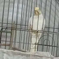 عروس هلندی آواز خوان