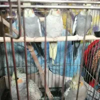 عروس هلندی 5تا یکجا