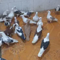 دوکت پلاکی ۲۰ تا