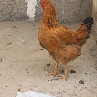 ۳عدد مرغ و ۴عدد خورس قیمت 2600000 تومان