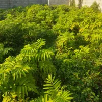 474متر مسکونی دور دیوار 16متر بر کوچه آسفالته