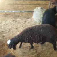 ۱۰ عدد بره ماده افشار و قزل افشار حدودا ۴۰ کیلوی