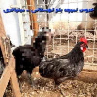 زینتی، گلین، لهستانی، مینیاتوری، توله‌های گلدن|حیوانات مزرعه|رودسر, |دیوار