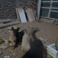 پاکوتاه خوشگل