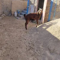 بز جوان(دو قلو زا)