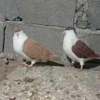 کبوتر ساده کاکلی