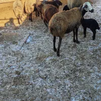 گوسفند|حیوانات مزرعه|قیدار, |دیوار