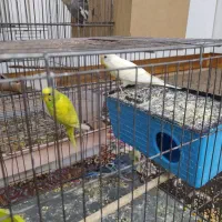 عروس پاریس و مرغ عشق