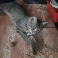 گربه گمشده در سرچشمه پور