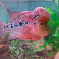 فلاور هورن سالم و تضمینی