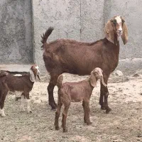 بز کهره دار