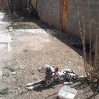 یک عدد سگ شکاری نژاد پوینتر