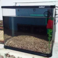 و...اکواریوم|ماهی|تربت جام, فاز ۱ فرهنگیان|دیوار