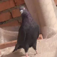 کبوتر نر|پرنده|نقده, |دیوار