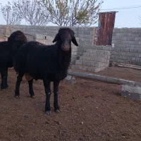 برهقوچی|حیوانات مزرعه|میان جلگه, |دیوار