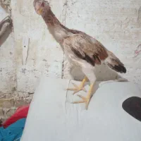 سلام ۳ عدد جوجه اوشامو|حیوانات مزرعه|طرقبه, |دیوار