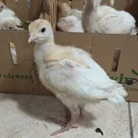 جوجه بوقلمون بیوتی 6