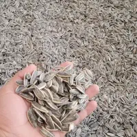 تخمه خام و بوداده کانادایی