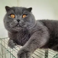 اسکاتیش بلو نر