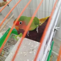 طوطی برزیلی صورت هلویی